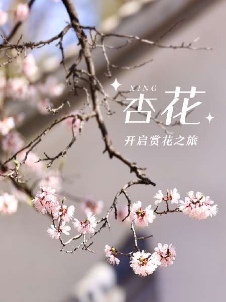 追花指南第六期！杏花雨 楊柳風(fēng) 北京最美的杏花在這里