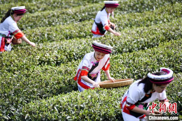 白族村民在茶園采摘?！钊A峰 攝