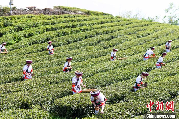 眾多白族村民身著民族服飾走進(jìn)茶園采摘?！钊A峰 攝
