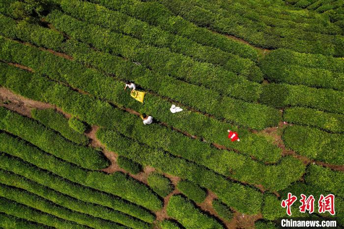 茶農正在采摘新鮮茶葉?！√普?攝