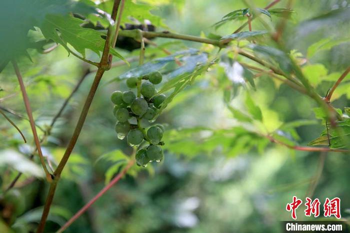 野生動物在北京：如何筑牢生物多樣性“保護網(wǎng)”？