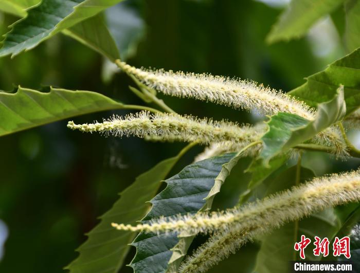 毛茸茸的栗花?！『略破?攝