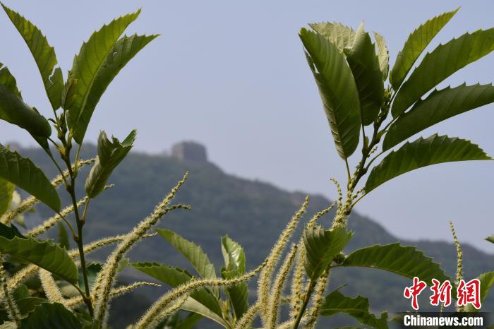 長(zhǎng)城腳下，“栗”花盛開(kāi)?！『略破?攝