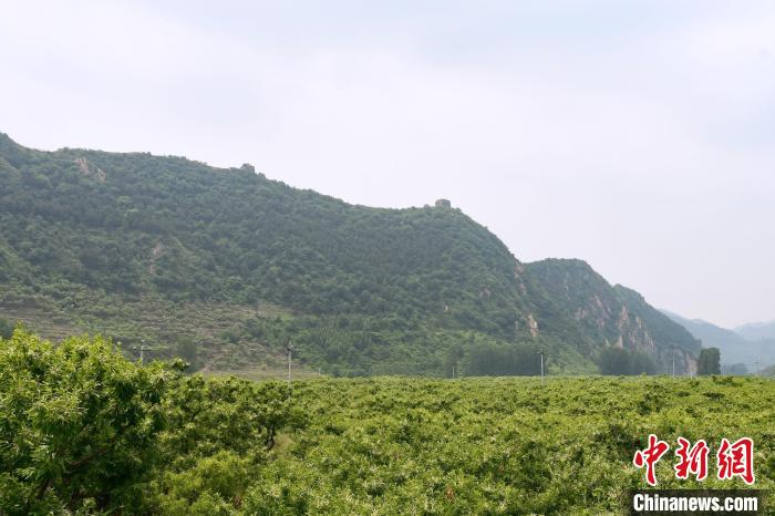 長(zhǎng)城腳下萬(wàn)畝栗花綻放，散發(fā)出淡淡清香?！『略破?攝