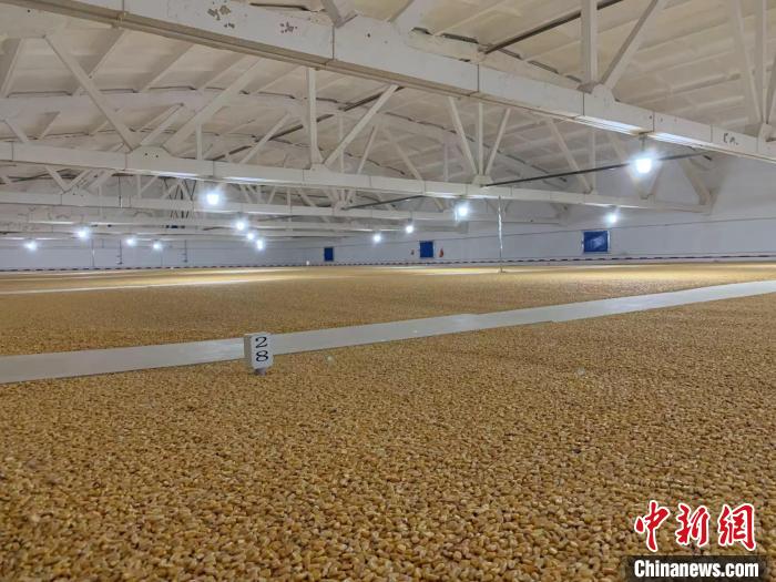 倉內(nèi)清涼干爽、遍地金黃，上千平方米的糧食盡收眼底?！⊥趸萘?攝