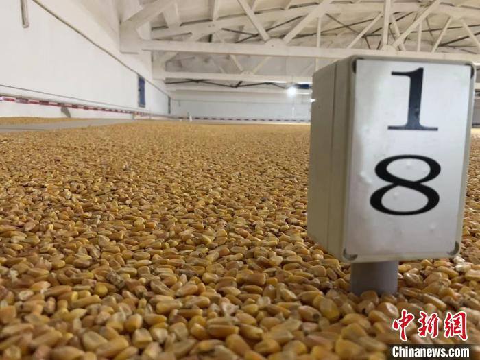 數(shù)千噸的小麥、玉米如同一塊塊被“切平”的巨型蛋糕“鑲嵌”在地面上?！⊥趸萘?攝