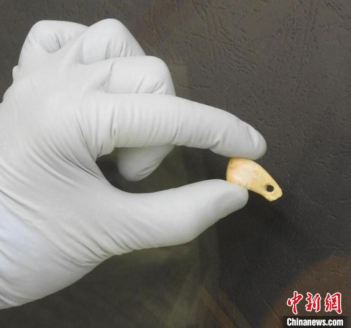 打孔鹿牙墜飾提取DNA后(圖片來自馬克斯·普朗克演化人類學研究所)?！∈┢樟指瘛ぷ匀?供圖