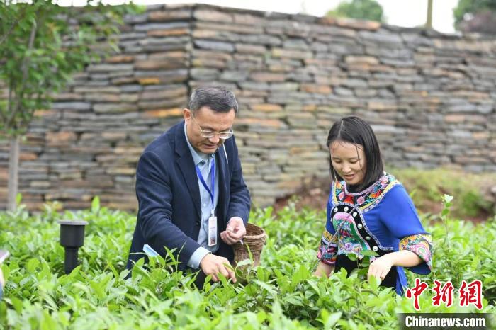 東盟國家媒體記者在辰龍關茶園采茶。　楊華峰 攝