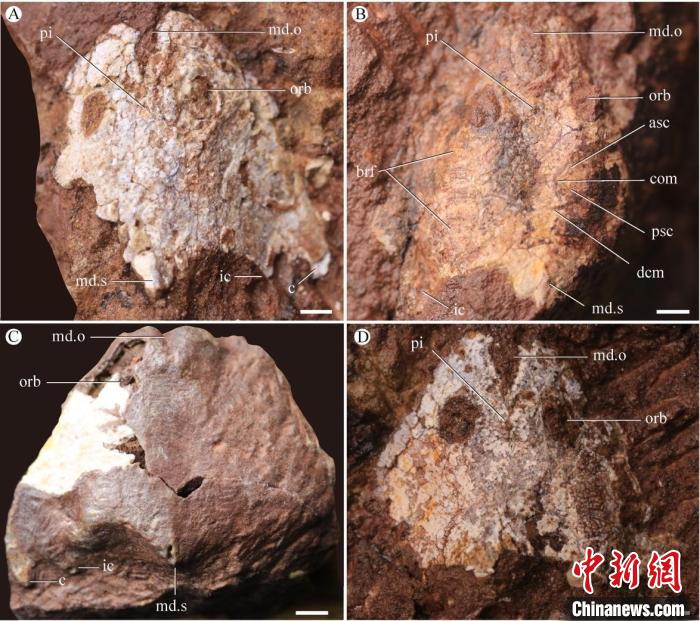 九江江夏魚(yú)化石照片(蓋志琨/攝)?！≈锌圃汗偶棺邓?供圖