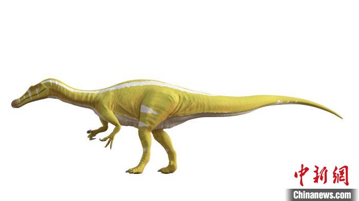 棘龍類新物種Protathlitis cinctorrensis(圖源Grup Guix)。　施普林格·自然 供圖