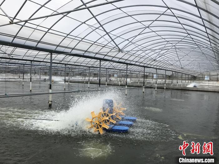 南美白對(duì)蝦養(yǎng)殖基地?！∠笊轿r蟹科技小院供圖