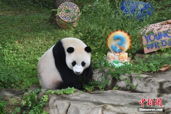 當?shù)貢r間8月21日，旅美大熊貓幼崽“小奇跡”迎來3周歲生日。華盛頓國家動物園給“小奇跡”舉辦了“生日派對”，眾多游客前來給“小奇跡”慶生。<a target='_blank' href='/'><p  align=