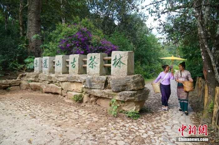 普洱景邁山古茶林文化景觀位于中國(guó)云南省普洱市瀾滄拉祜族自治縣惠民鎮(zhèn)。<a target='_blank' href='/' _fcksavedurl='/'><p  align=