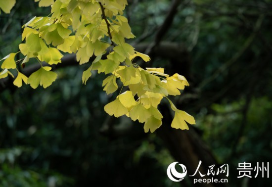 觀山湖公園秋意漸濃。人民網 陽茜攝