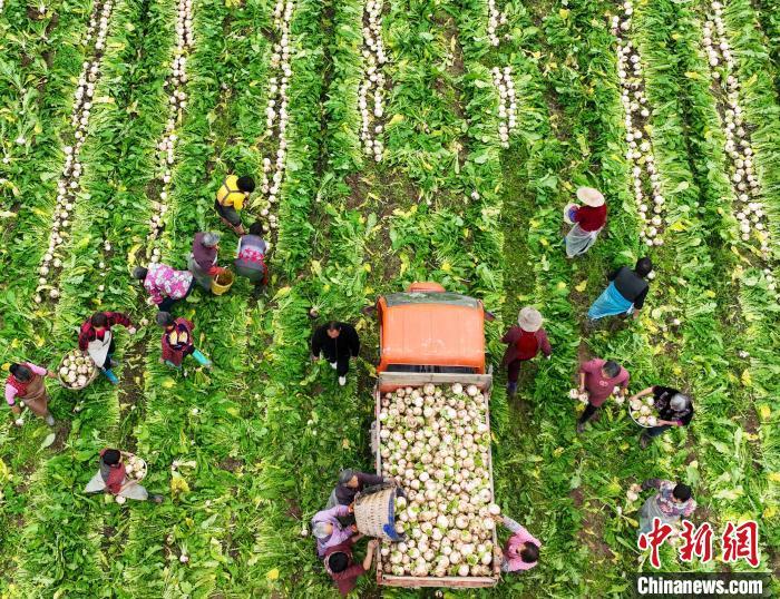 資料圖：村民在采收白蘿卜。劉永紅 攝