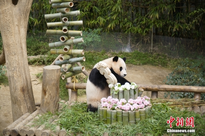 資料圖：旅韓大熊貓“福寶”。<a target='_blank' href='/'><p  align=
