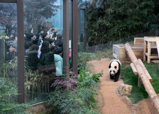 2月20日，韓國民眾在韓國愛寶樂園參觀大熊貓“福寶”。新華社記者姚琪琳攝