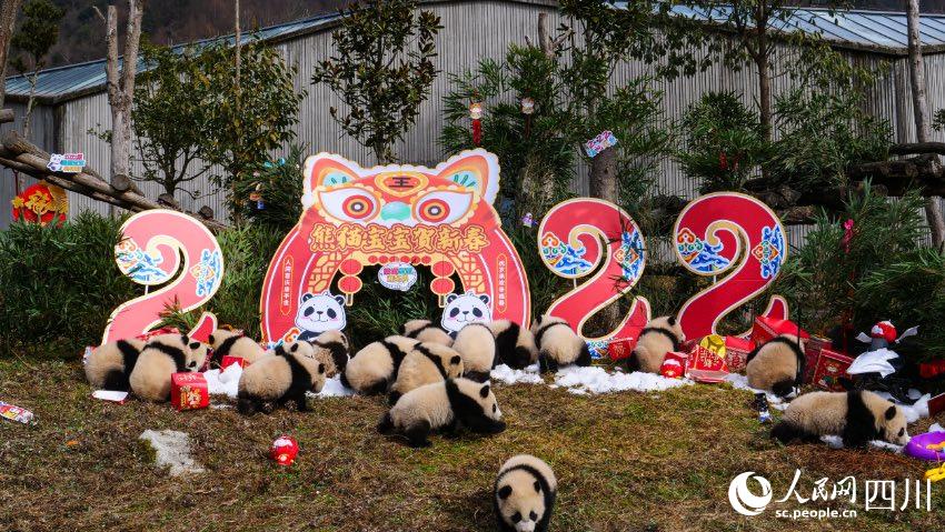 熊貓寶寶賀新春、迎冬奧。李傳有攝