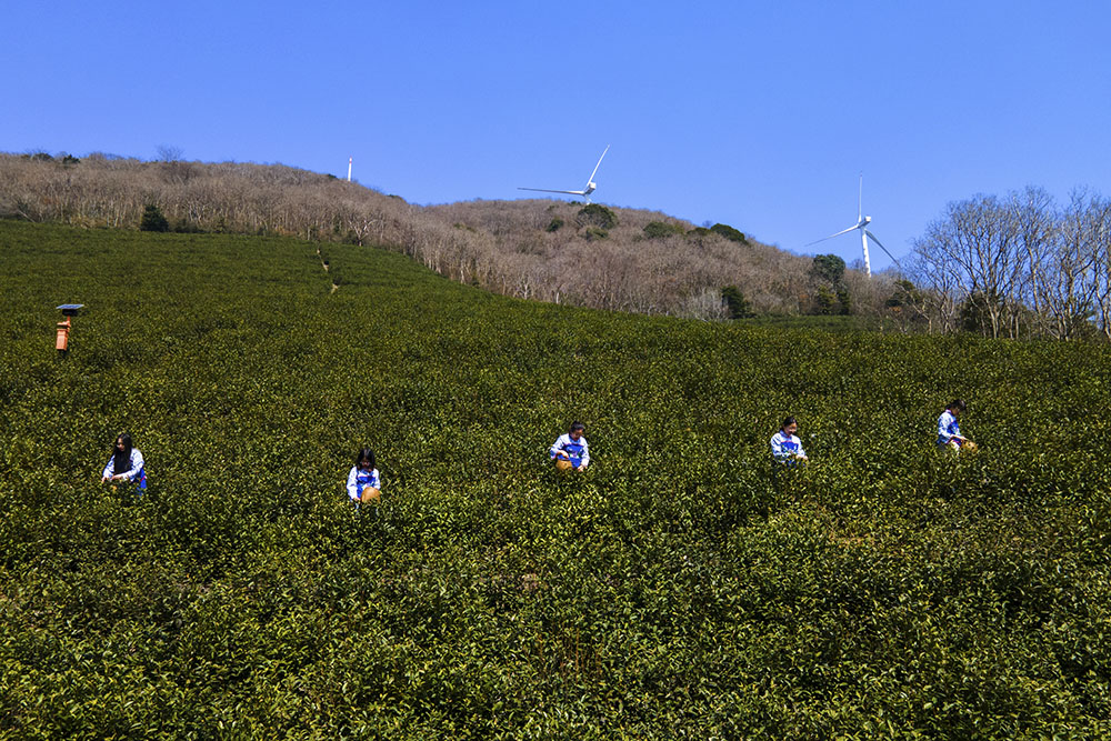 茶農(nóng)們搶抓晴好天氣采摘春茶。楊云中攝