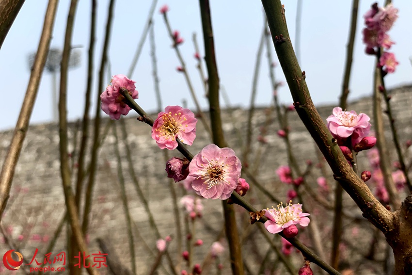 明城墻遺址公園梅花初綻。 人民網(wǎng) 池夢蕊攝