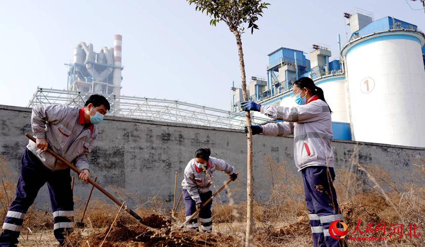 邢臺(tái)金隅職工在石邢公路沿線植樹。 宋繼昌攝