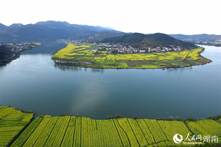 春江水暖，油菜花開。人民網(wǎng) 李芳森攝