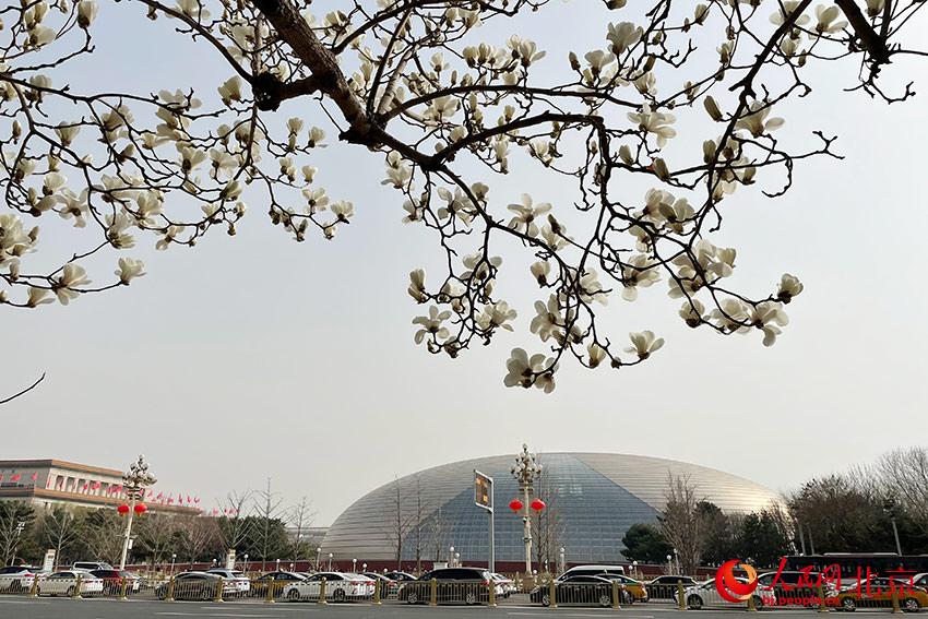 長(zhǎng)安街畔玉蘭綻放。人民網(wǎng) 尹星云攝