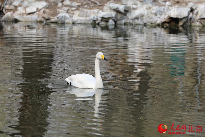 北京動物園水禽湖上，水鳥游弋其中，傳遞春的消息。人民網(wǎng) 尹星云攝