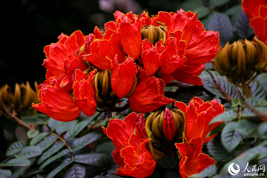 一朵朵紅花在枝葉頂端綻放。人民網(wǎng) 陳博攝