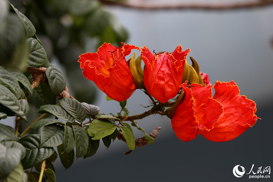 火焰木花朵呈紅色或橙紅色。人民網(wǎng) 陳博攝