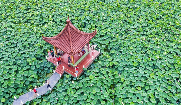 圖為金湖萬畝荷花蕩。陳義寶攝