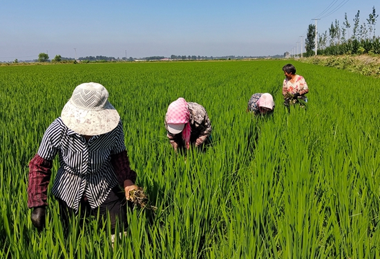 7月15日，農(nóng)民在河北省玉田縣石臼窩鎮(zhèn)王家樓村稻田勞作。 張仁杰攝
