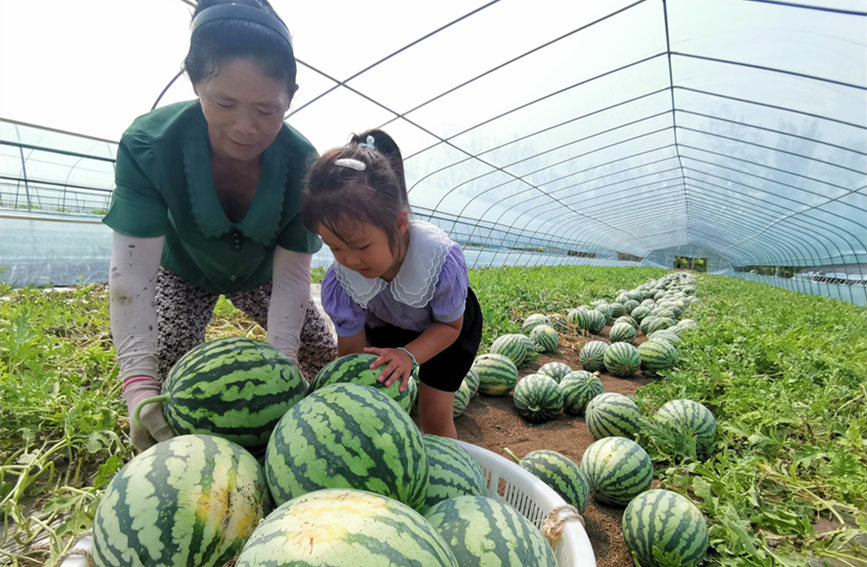 在北辰區(qū)雙街鎮(zhèn)的西瓜種植基地內(nèi)，種植農(nóng)戶們正忙著采收。陳立興攝
