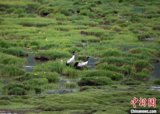 圖為祁連山國家公園青海片區(qū)內(nèi)的黑頸鶴?！∑钸B山國家公園青海省管理局供圖 攝
