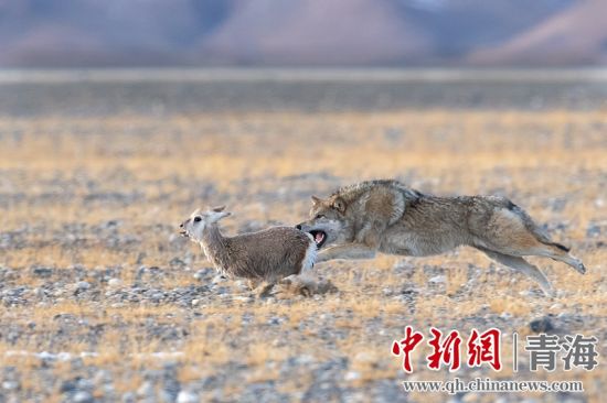 圖為獲獎作品。同海元供圖