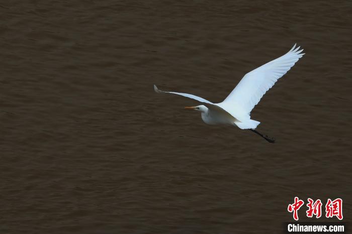 青?！澳赣H河”湟水水質(zhì)改善引鷺鳥(niǎo)嬉戲