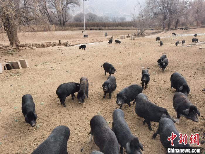 圖為藏香豬?！∑钤鲚?攝