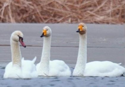 圖為疣鼻天鵝與大天鵝。　青海國(guó)家公園觀鳥協(xié)會(huì)供圖 攝