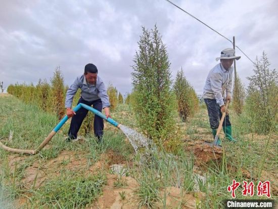 圖為扎西和村民給樹(shù)澆水?！∑钤鲚怼z