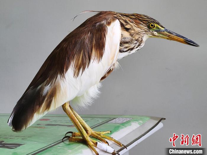 圖為被救助的國家一級重點(diǎn)保護(hù)動(dòng)物池鷺?！×鴿商?攝