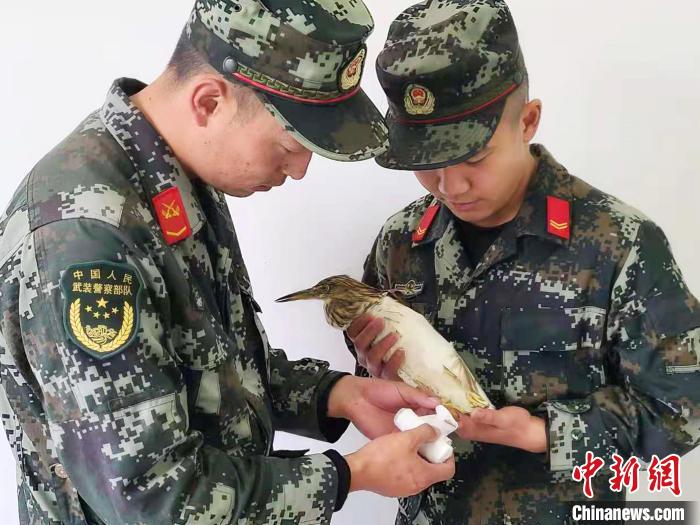 圖為武警官兵正在為國家一級重點(diǎn)保護(hù)動(dòng)物池鷺包扎?！×鴿商?攝
