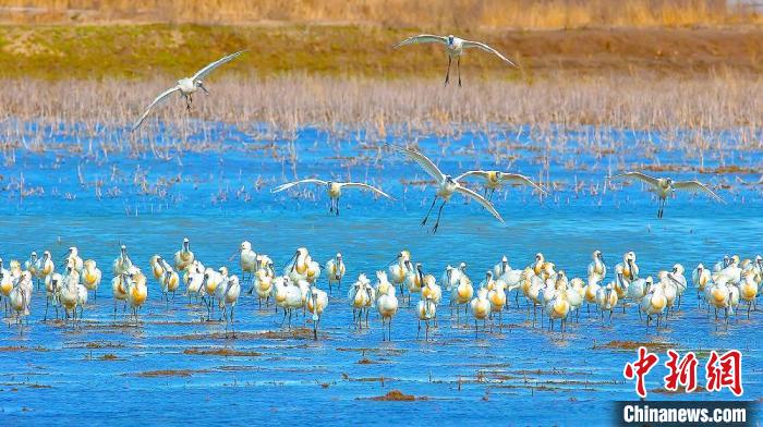 沿海濕地，鳥類天堂。　鹽城市委宣傳部供圖