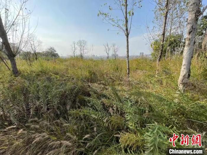 發(fā)現(xiàn)的加拿大一枝黃花?！畈?攝