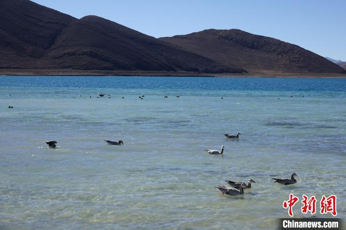 圖為過冬的候鳥在羊湖游弋?！∪轿木?攝