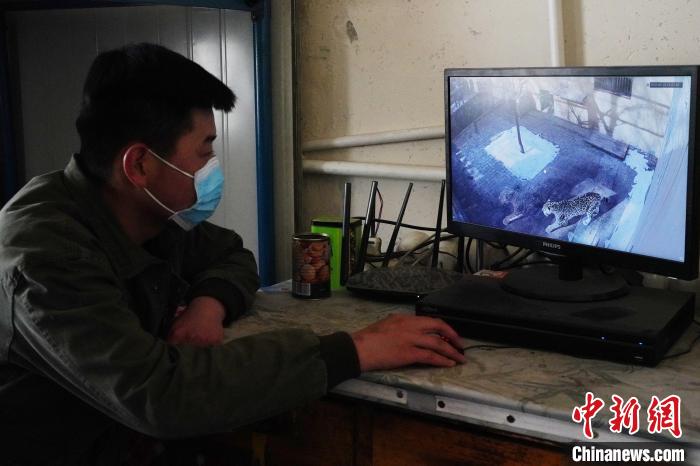 圖為雪豹“奶爸”史壽軍通過監(jiān)控察看雪豹情況?！●R銘言 攝