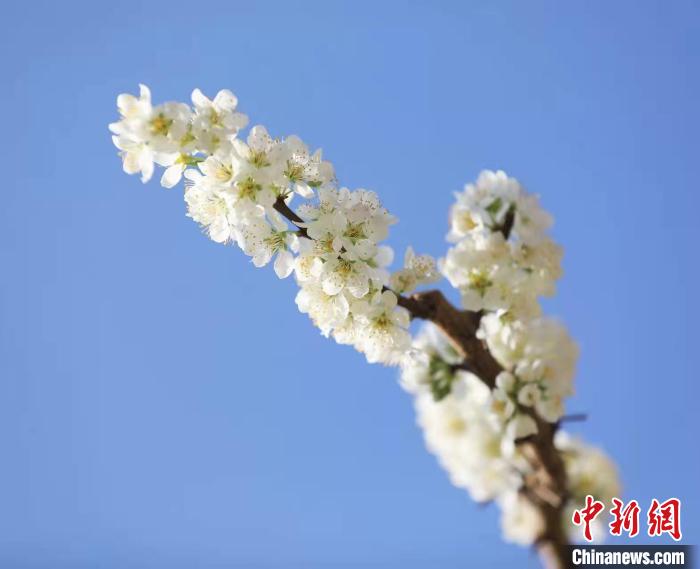 李花盛開?！『吻搴?攝