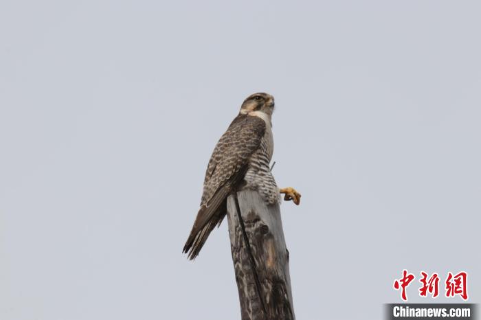 青?，斂珊訃?guó)家濕地公園鳥類監(jiān)測(cè)達(dá)44種