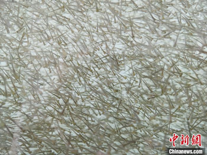 圖為密集分布的魚苗。　張?zhí)砀?攝