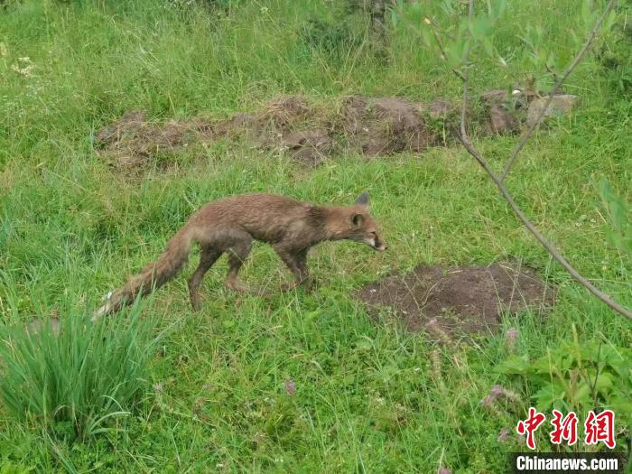 青?；ブ骄戎鷩叶?jí)保護(hù)野生動(dòng)物赤狐