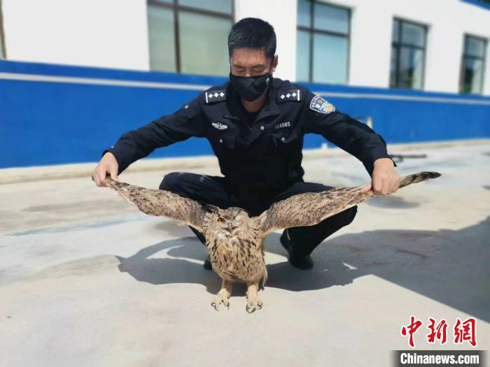 青?；ブ衤?lián)手救助國家二級保護野生動物雕鸮